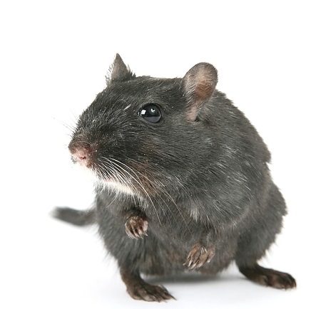 rotte